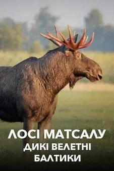 Лосі Матсалу: дикі велетні Балтики
