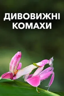Дивовижні комахи