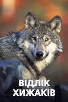 Відлік хижаків