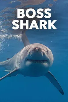 Boss Shark
