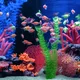 Aquarium 4K