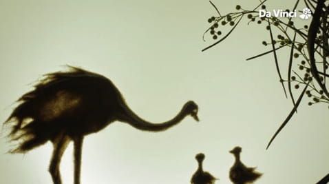 8. Ostriches