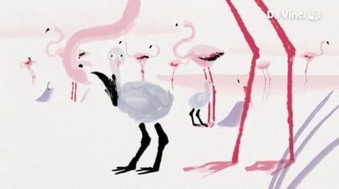 10. Flamingos