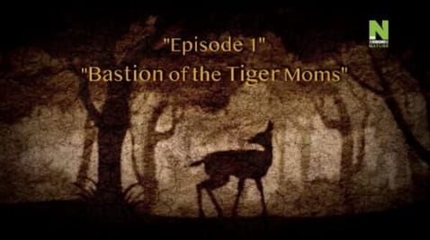 1 Episode