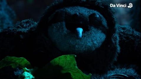 22. Sloths