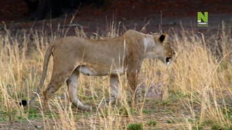 1 Episode