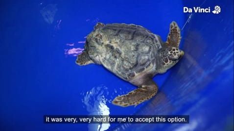 2. Federica the Turtle