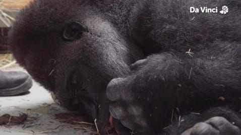 4. Gorilla Foot