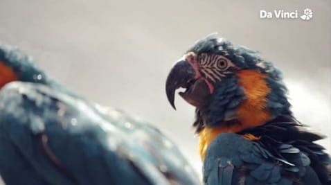 5. Panda and Macaw
