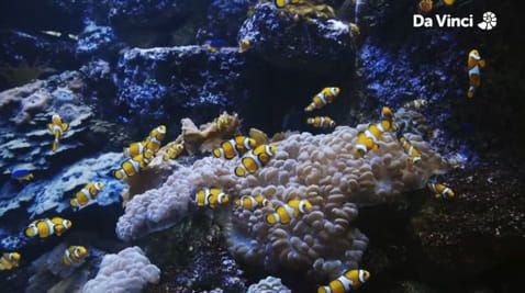 8. Clownfish and White Tiger