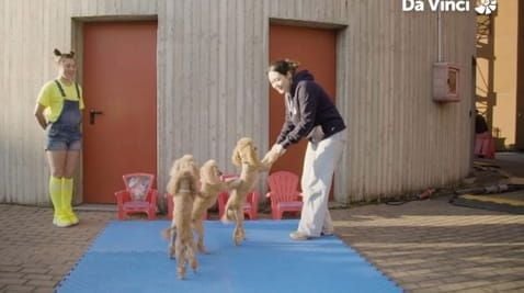 6. Veranica Tchalabaeva: Winning Poodle Squad