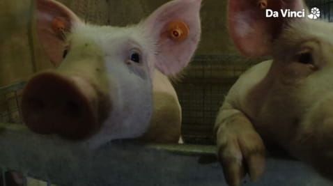 7. From Peelings to Pork