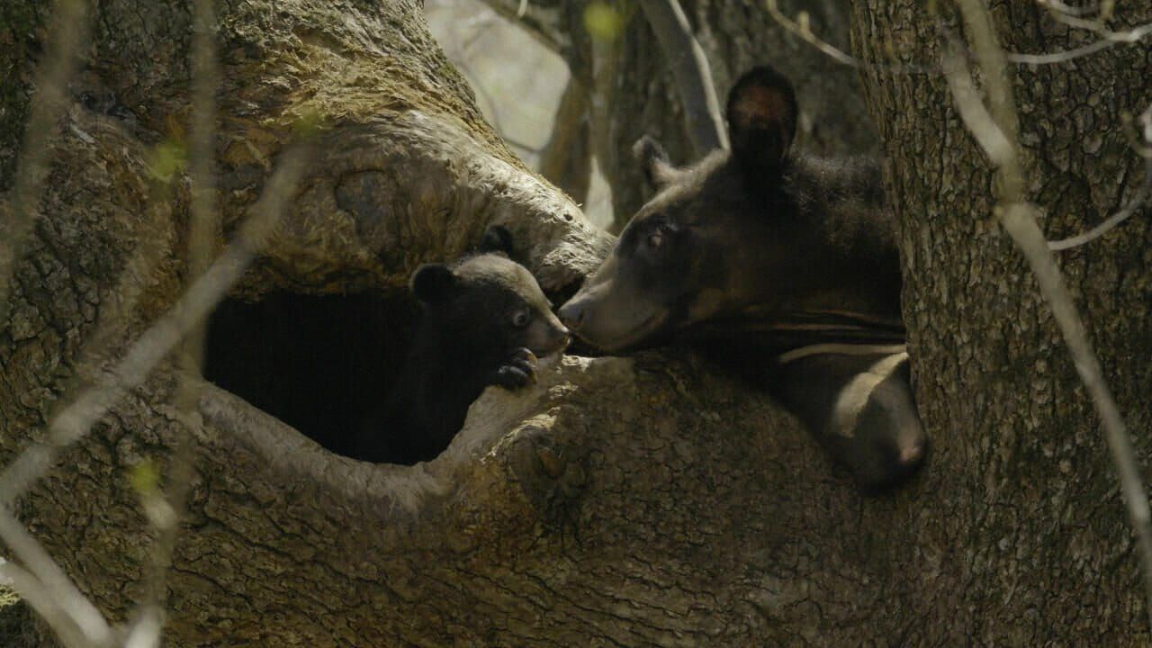 Bears