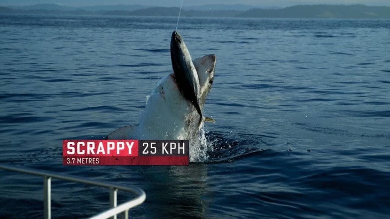 Boss Shark