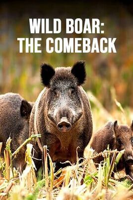 Wild Boar: The Comeback