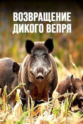 Возвращение дикого вепря