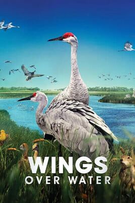 Wings Over Water