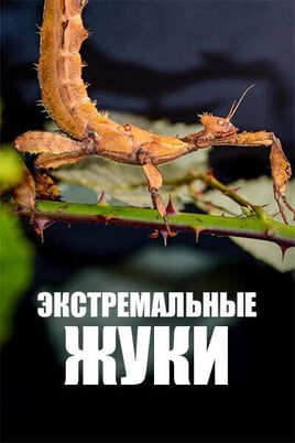 Экстремальные жуки