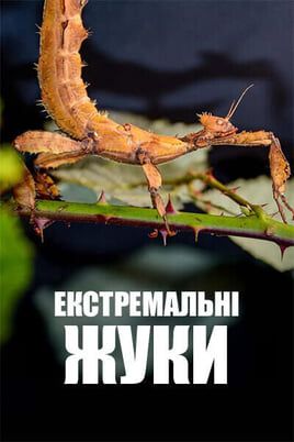 Екстремальні жуки