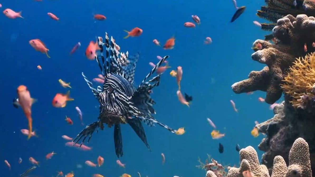 Zoosweet. My Animal Friends: Underwater Mission