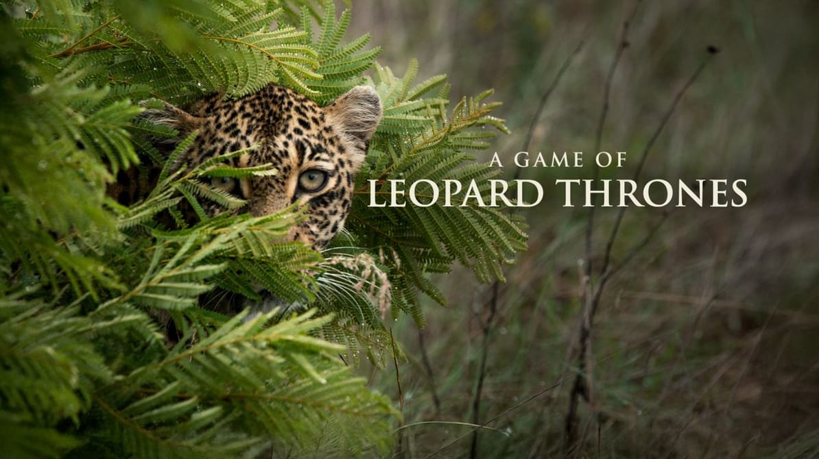 A Game of Leopard Thrones
