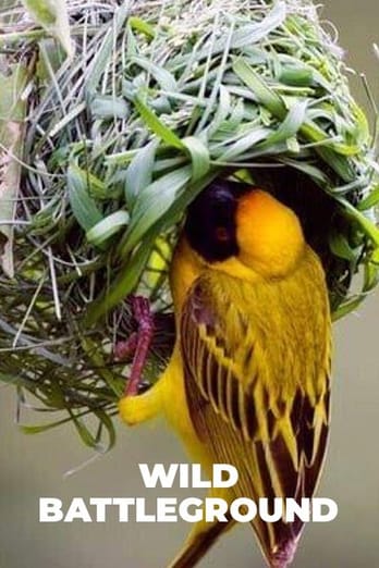Wild Battleground