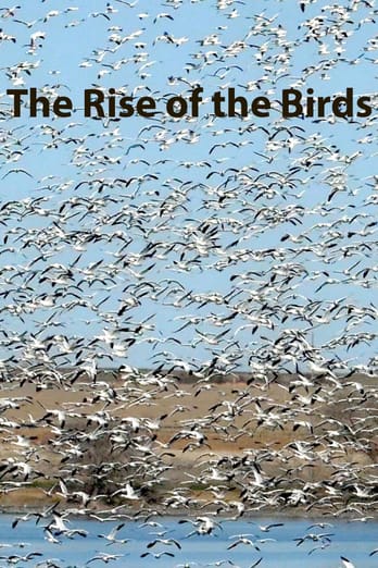 The Rise of the Birds