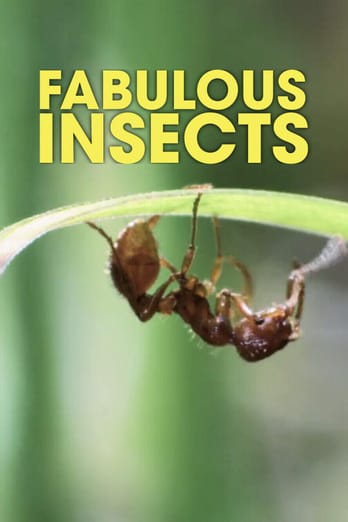Fabulous Insects