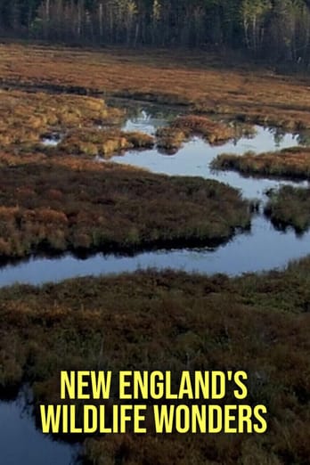 New England's Wildlife Wonders