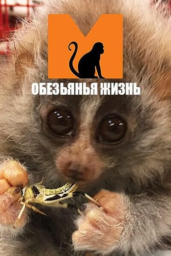 Обезьянья жизнь