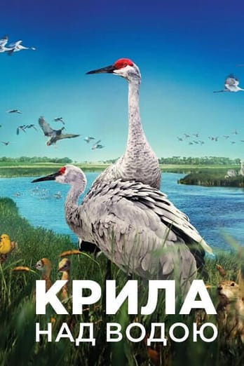 Крила над водою