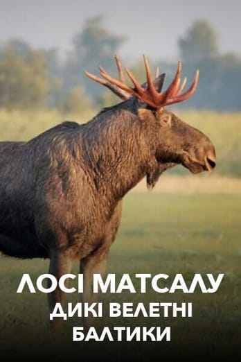 Лосі Матсалу: дикі велетні Балтики