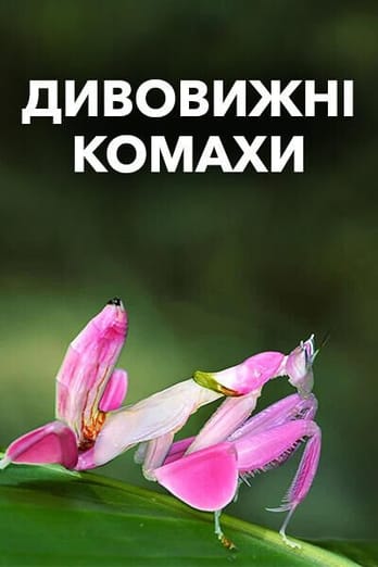 Дивовижні комахи
