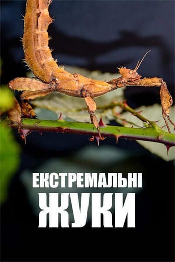 Екстремальні жуки