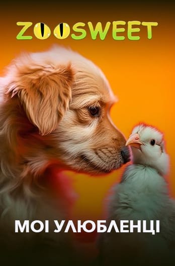 Zoosweet. My Pets