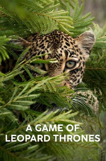 A Game of Leopard Thrones