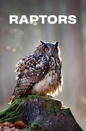 Raptors