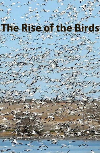 The Rise of the Birds