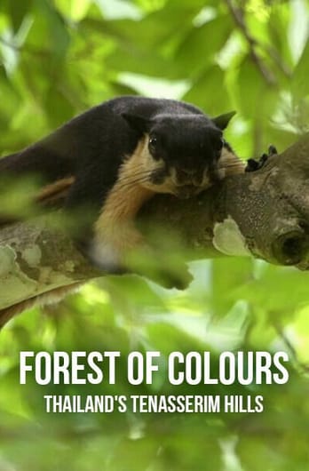 Forest of Colours: Thailand's Tenasserim Hills