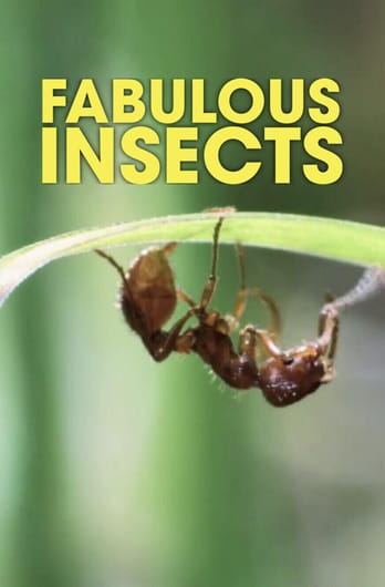 Fabulous Insects