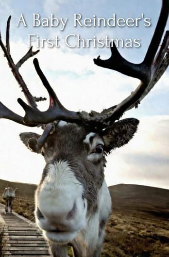 A Baby Reindeer's First Christmas