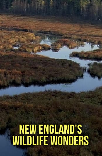 New England's Wildlife Wonders