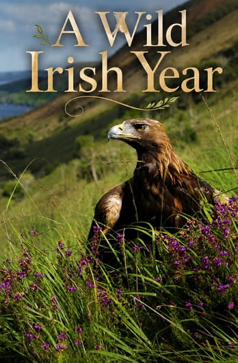 A Wild Irish Year