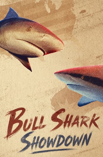 Bull Shark Showdown
