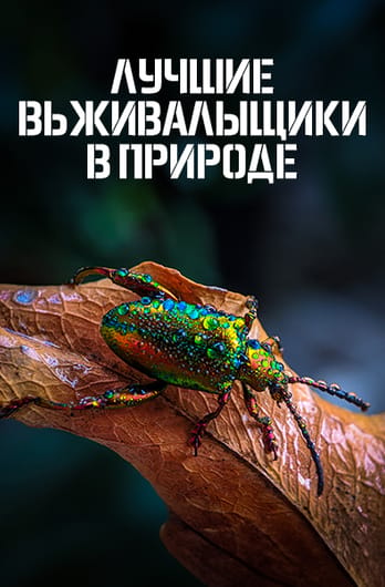 Лучшие выживальщики в природе