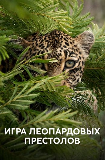 Игра леопардовых престолов