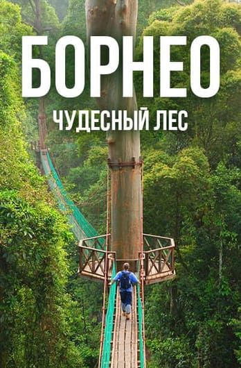 Борнео: чудесный лес