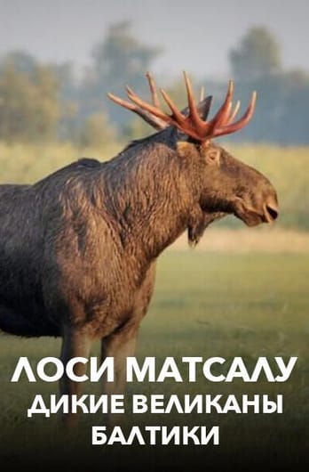 Лоси Матсалу: дикие великаны Балтики