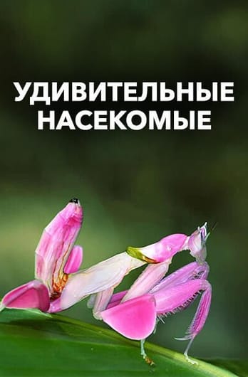 Удивительные насекомые
