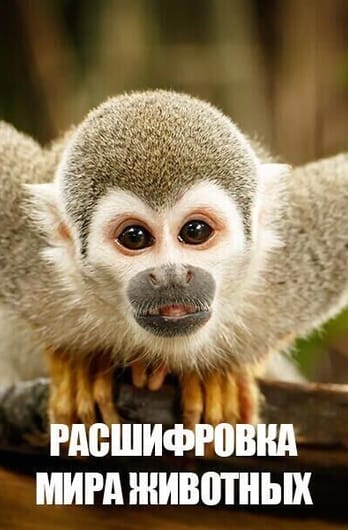 Расшифровка мира животных